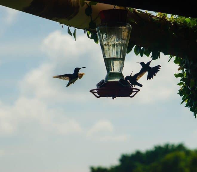 Le fascinant Trinité-et-Tobago: Une nature colorée à voir absolument!