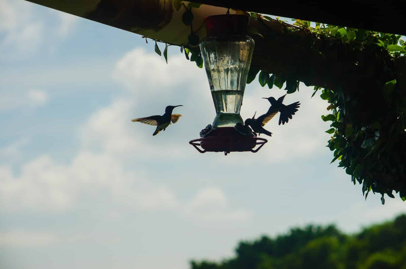 a hummingbird flying next to a hummingbird feeder